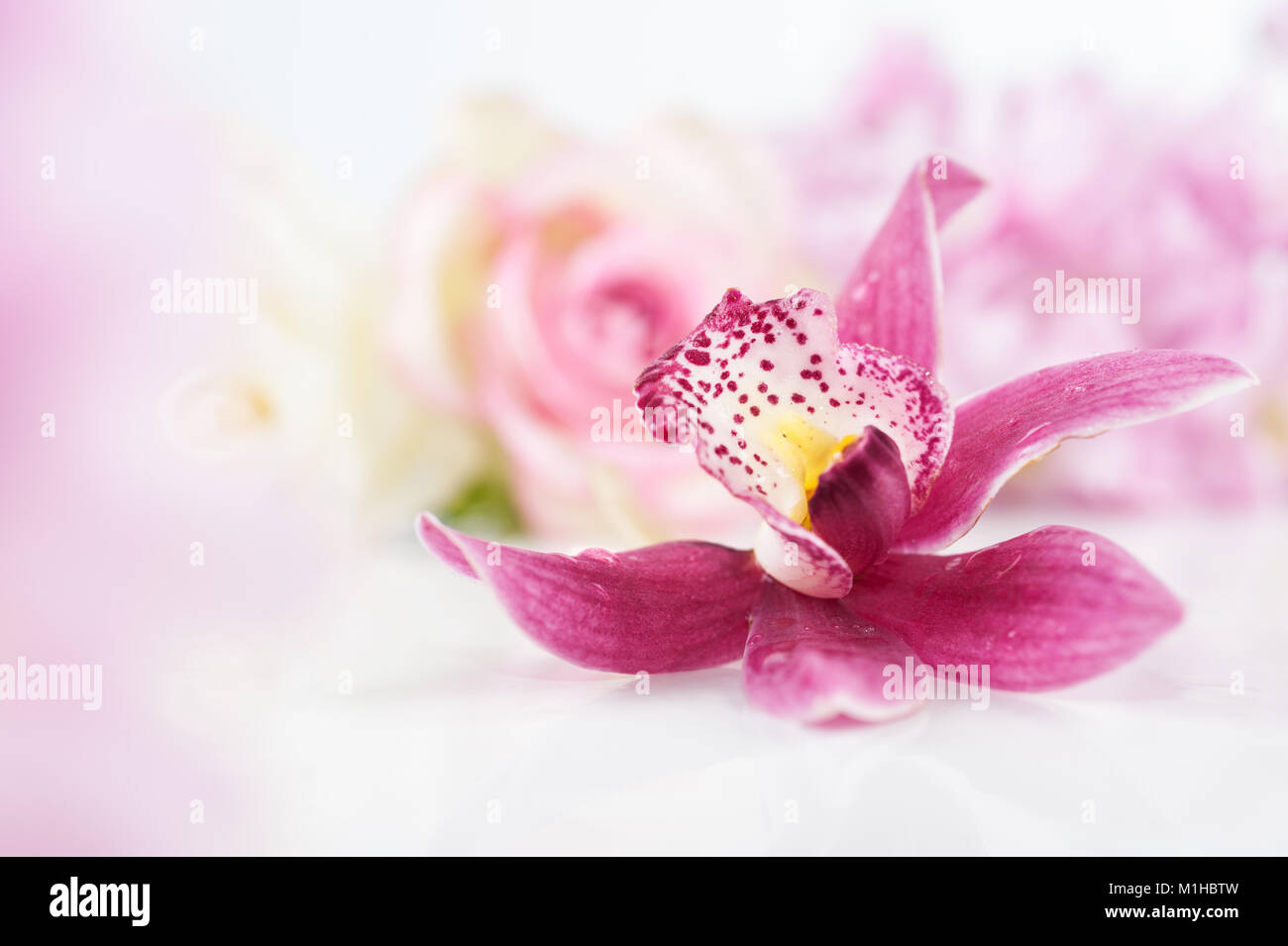 Single orchid flower on neutral floral background Stock Photo