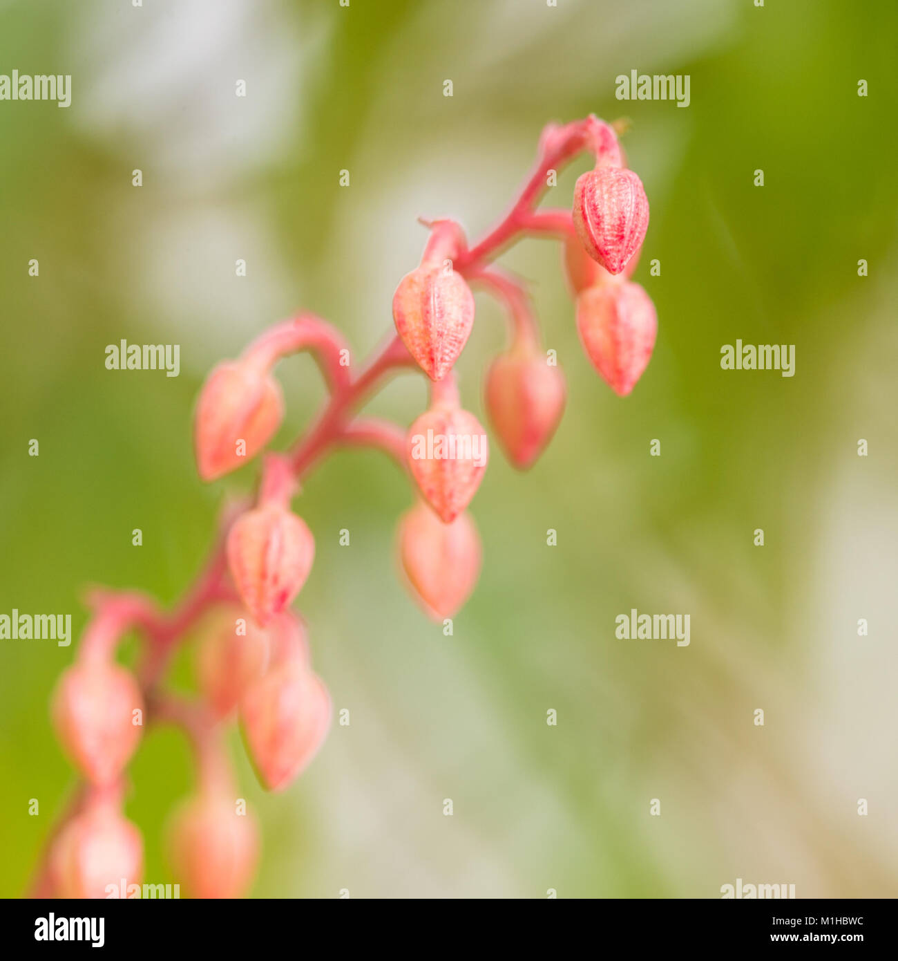 Pink flower of the forest hi-res stock photography and images - Alamy