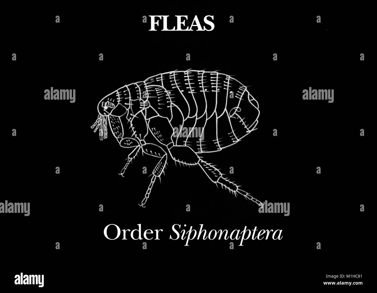 Flea of the order Siphonaptera, illustration, 1976. Image courtesy Centers for Disease Control (CDC). () Stock Photo