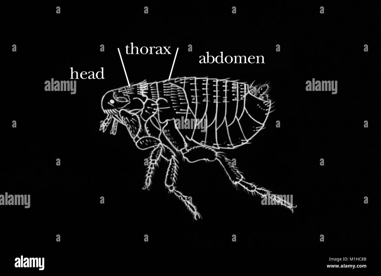 Major morphological regions of flea, illustration, 1976. Image courtesy Centers for Disease Control (CDC). () Stock Photo