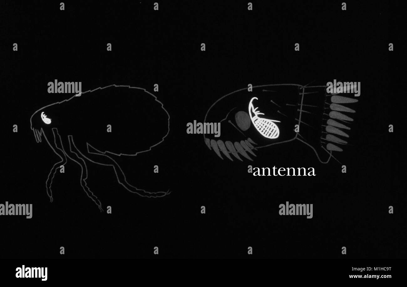 Fleas antennae, location and morphology, illustration, 1976. Image