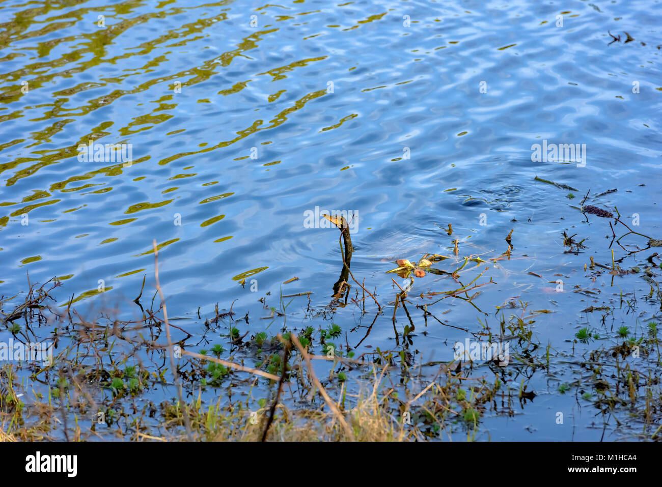 Anhinga also known as snake bird or darter, swimming in lake caroline