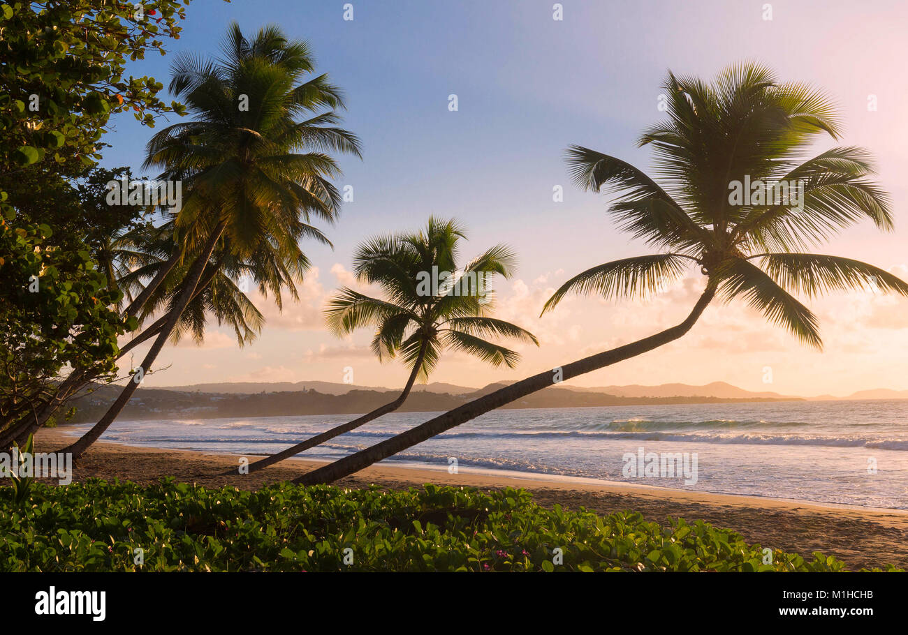 The Caribbean beach , Martinique island Stock Photo Alamy