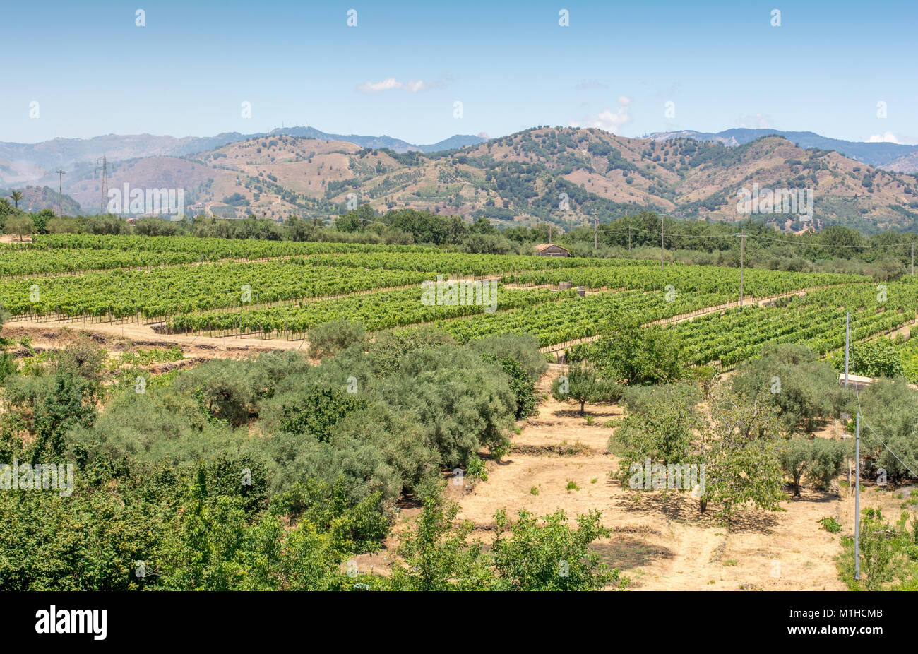 Nero avola hires stock photography and images Alamy