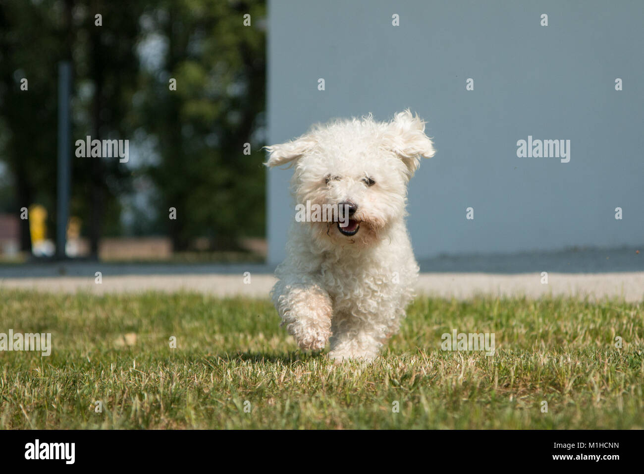 A portrait of the bichon frise dog, walking towards you and looking very happy and relaxed. Stock Photo