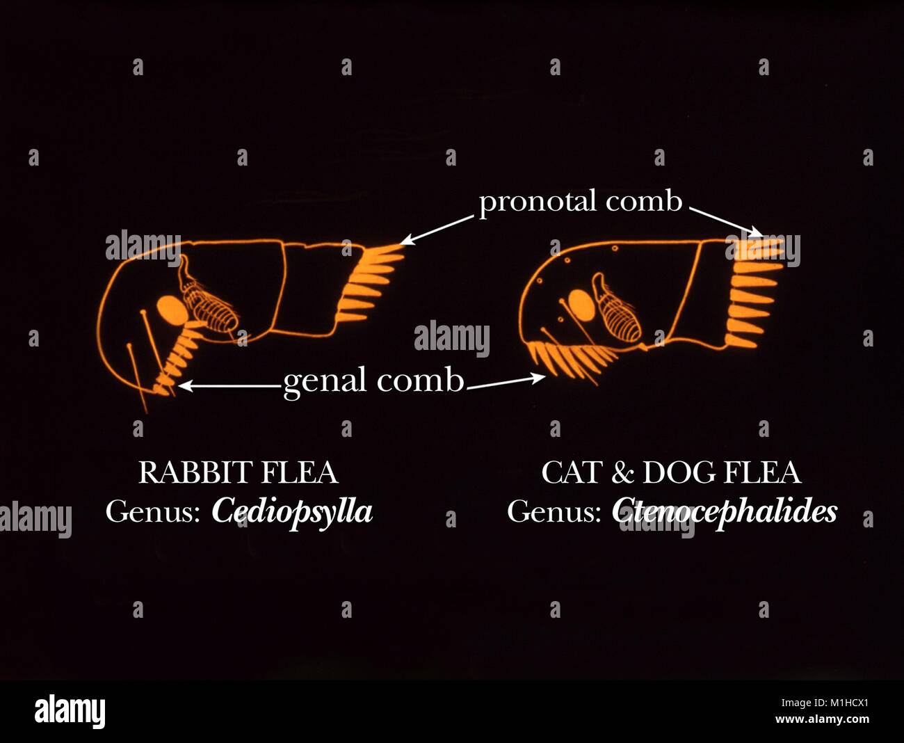 Illustration of flea morphology with both genal and pronotal combs, the
