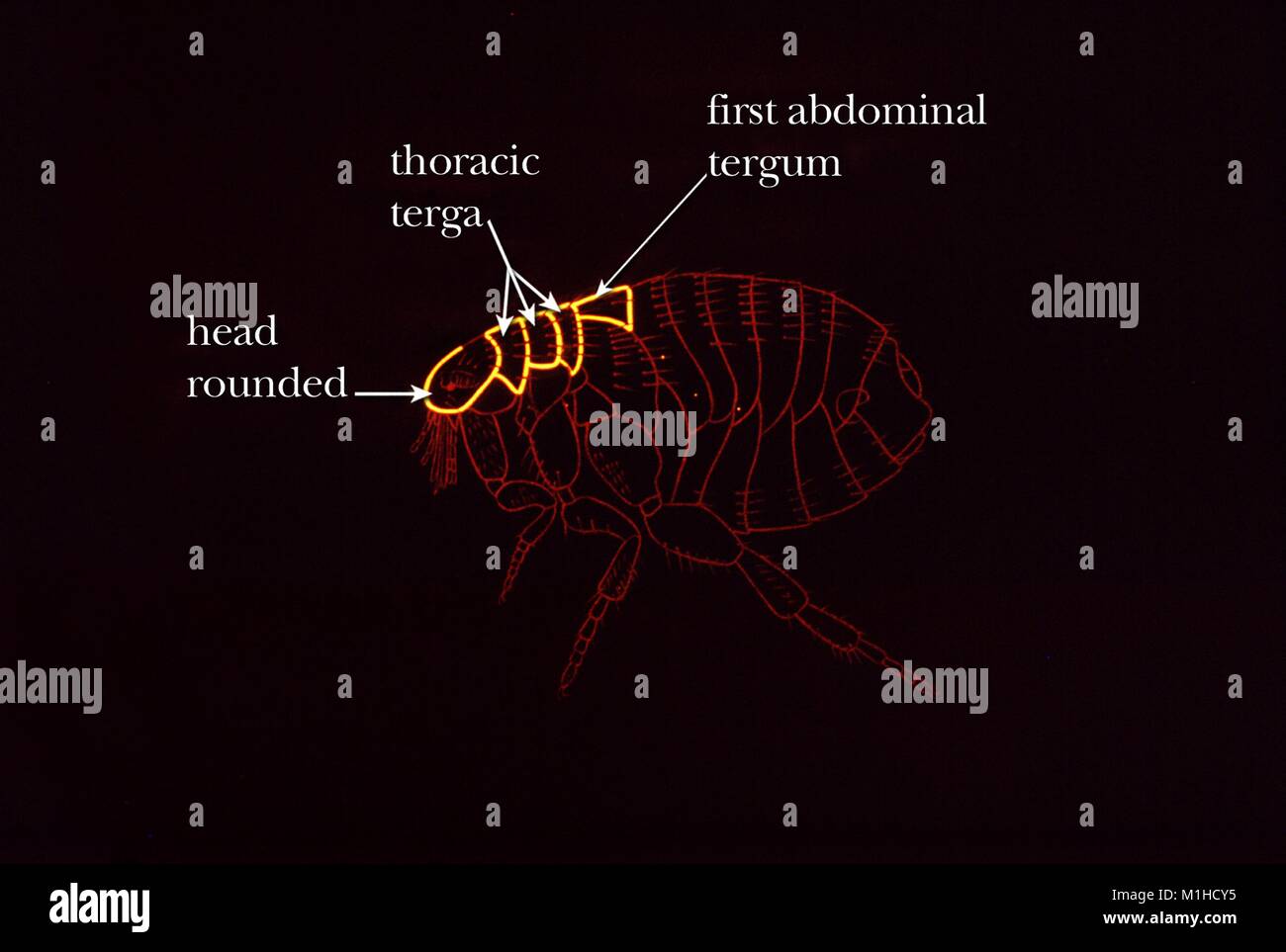 Illustration of cat flea (Ctenocephalides felis) identifying characteristics, a rounded head and thorax with larger length than the first abdominal plate, 1976. Image courtesy CDC. () Stock Photo