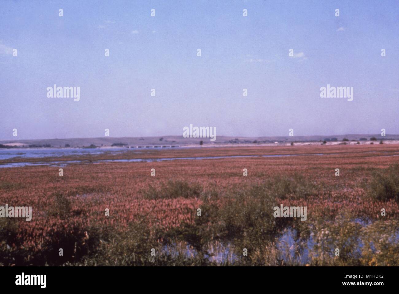 Landscape photograph of pink flowering vegetation at the marshy edge of a lake reservoir set in a flat, grassy area, taken as part of an investigation into vector-borne diseases, Harlan County, Nebraska, 1976, 1976. Image courtesy CDC. () Stock Photo