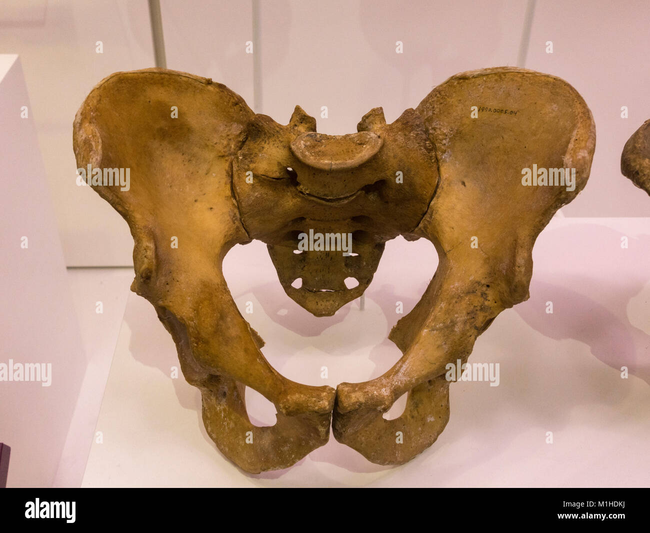 A male adult pelvis on display in the National Museum of Health and Medicine, Silver Spring, MD, USA. Stock Photo