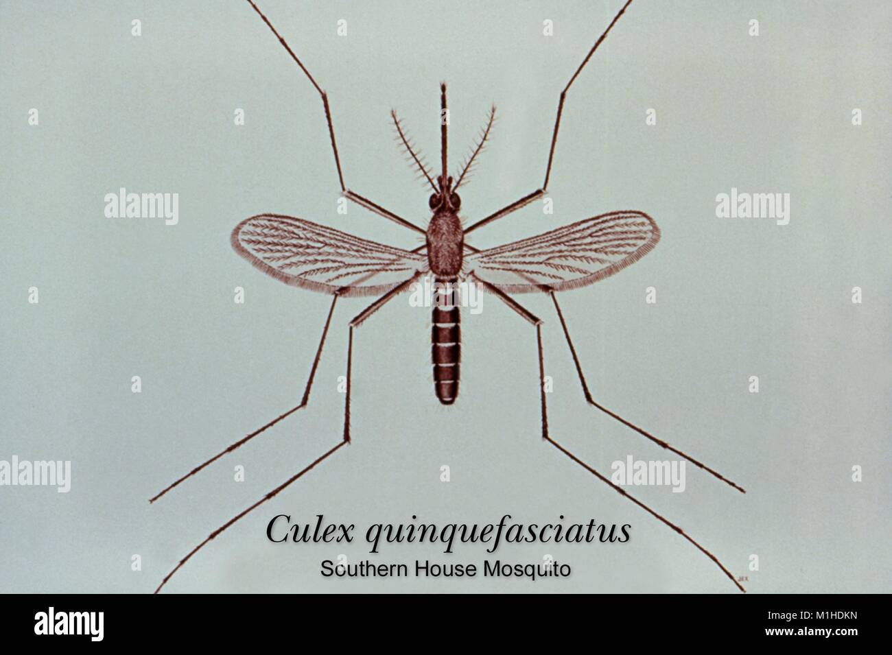 Illustration of an adult Culex quinquefasciatus mosquito, one of the mosquito species in which West Nile virus has been found, 1976. Image courtesy CDC. () Stock Photo