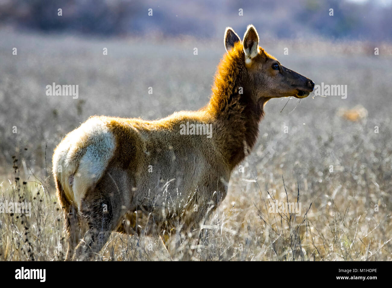 Tule Elk at the San Luis National Wildlife refuge in the Central Valley of California Stock Photo