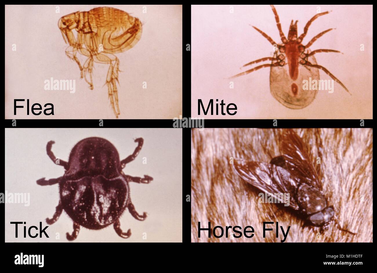 The often source of many vector-borne infectious diseases, flea, mite, tick, and a horsefly, 1976. Image courtesy CDC. () Stock Photo