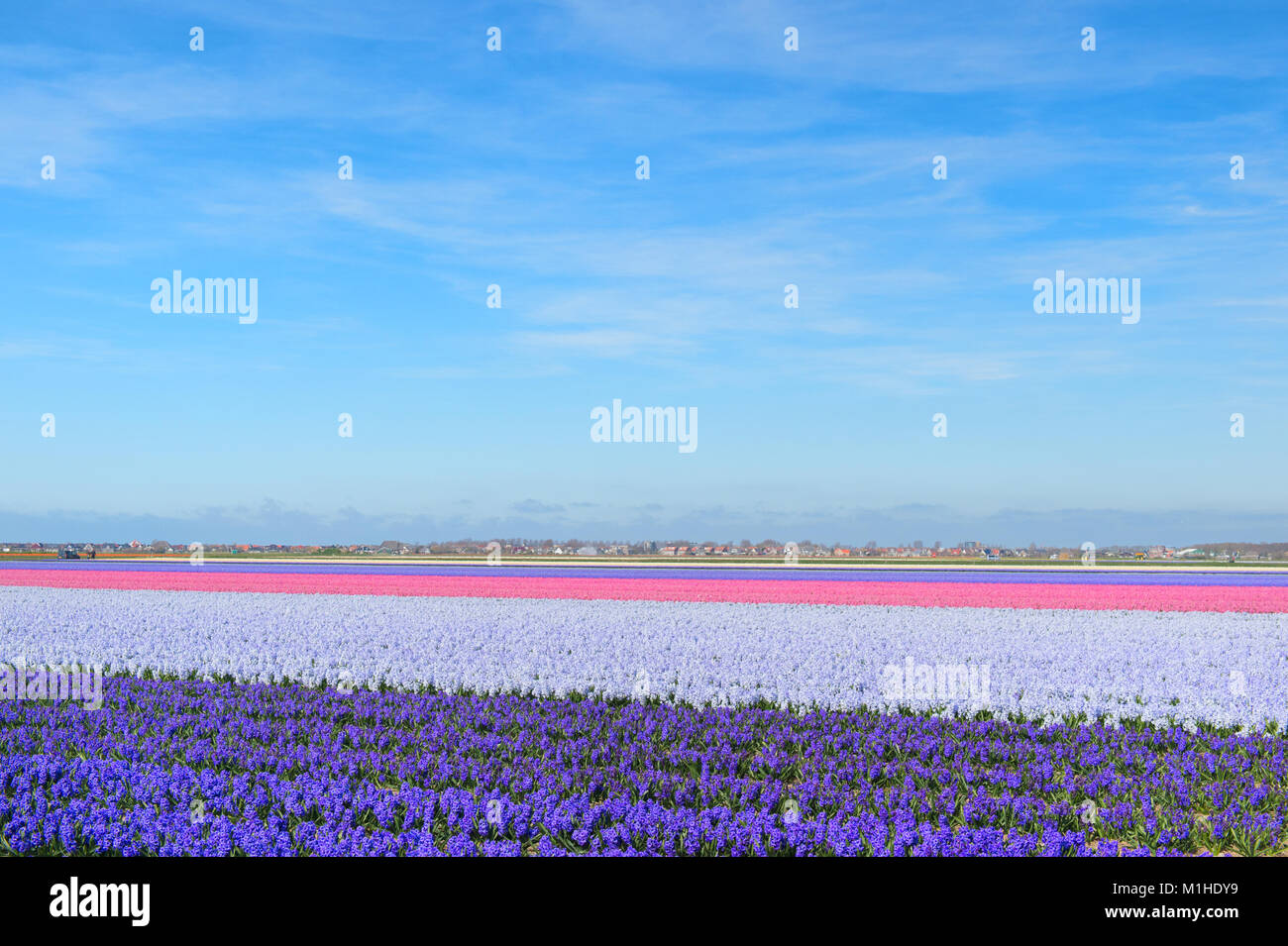 Purple Hyacinths in Dutch fields with flower bulbs Stock Photo - Alamy