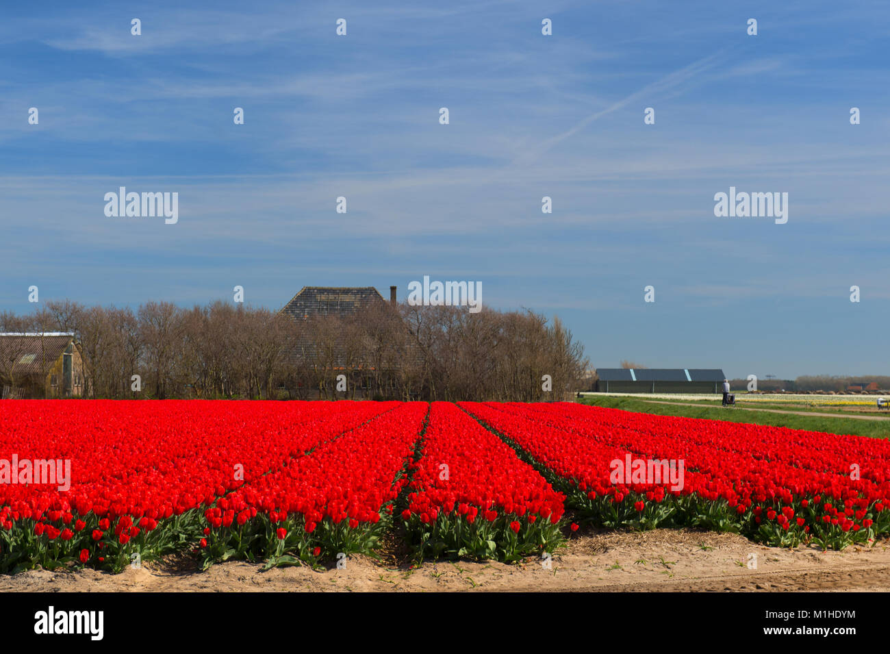 Landscape field with red tulips in spring Stock Photo - Alamy