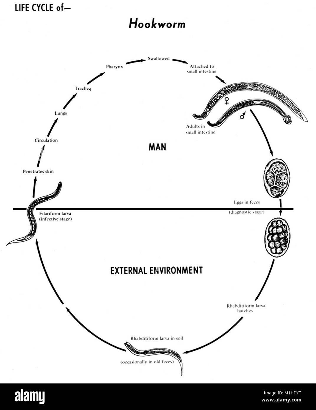 Human hookworms, Ancylostoma duodenale and Necator americanus, various stages in the life cycle, illustrated, 1982. Image courtesy Centers for Disease Control (CDC). () Stock Photo