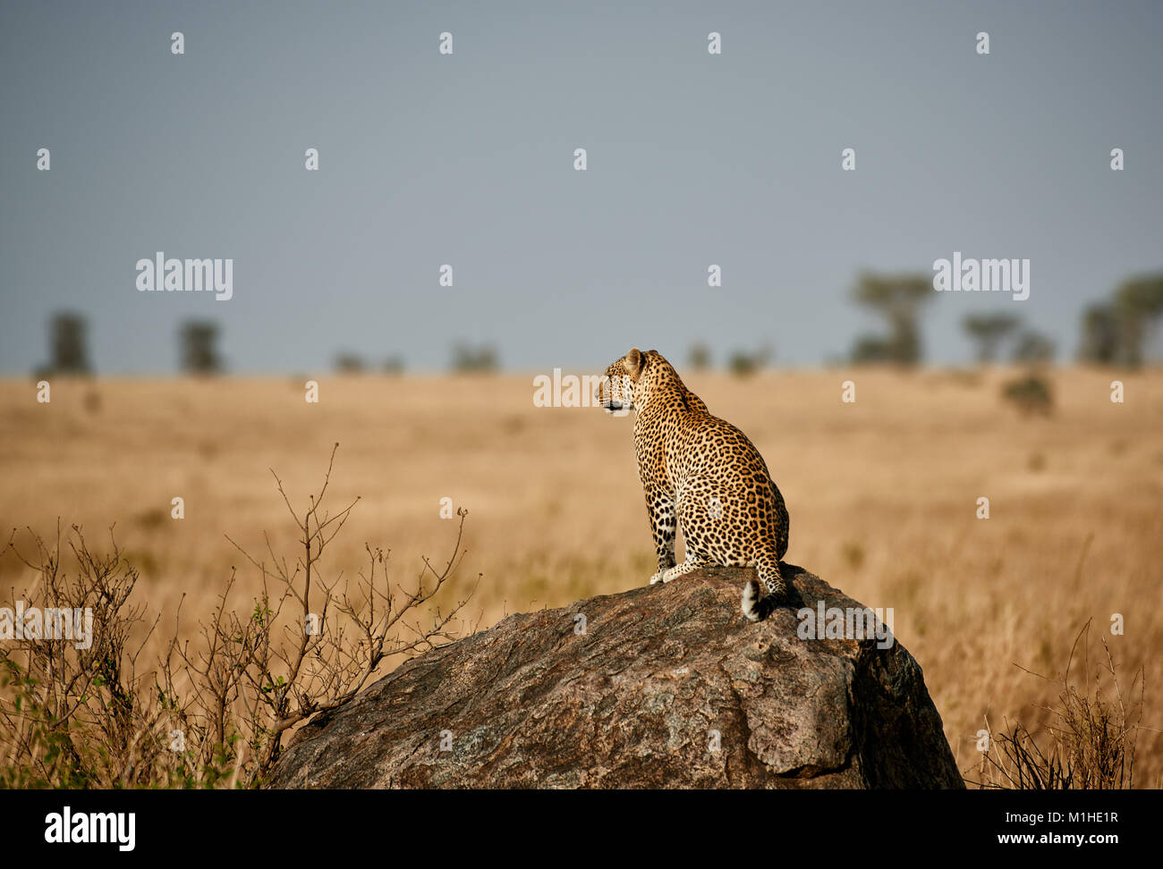 female leopard, Panthera pardus, in Serengeti National Park, UNESCO world heritage site, Tanzania, Africa Stock Photo