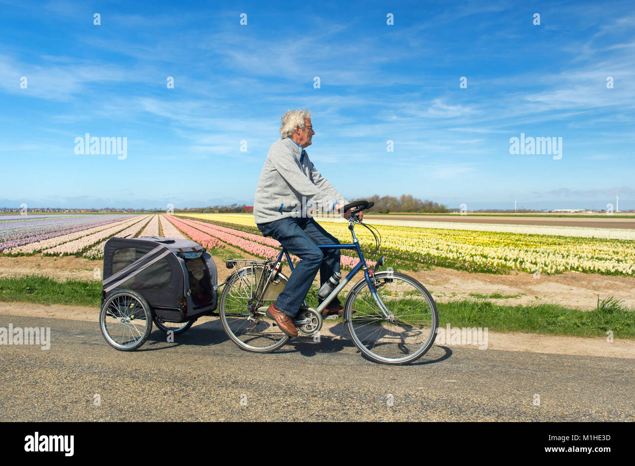 Man with doggy ride on bike in Dutch flower bulbs fields Stock Photo