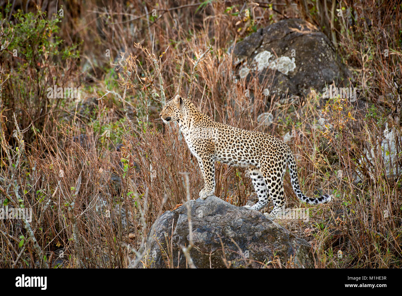 female leopard, Panthera pardus, in Serengeti National Park, UNESCO world heritage site, Tanzania, Africa Stock Photo