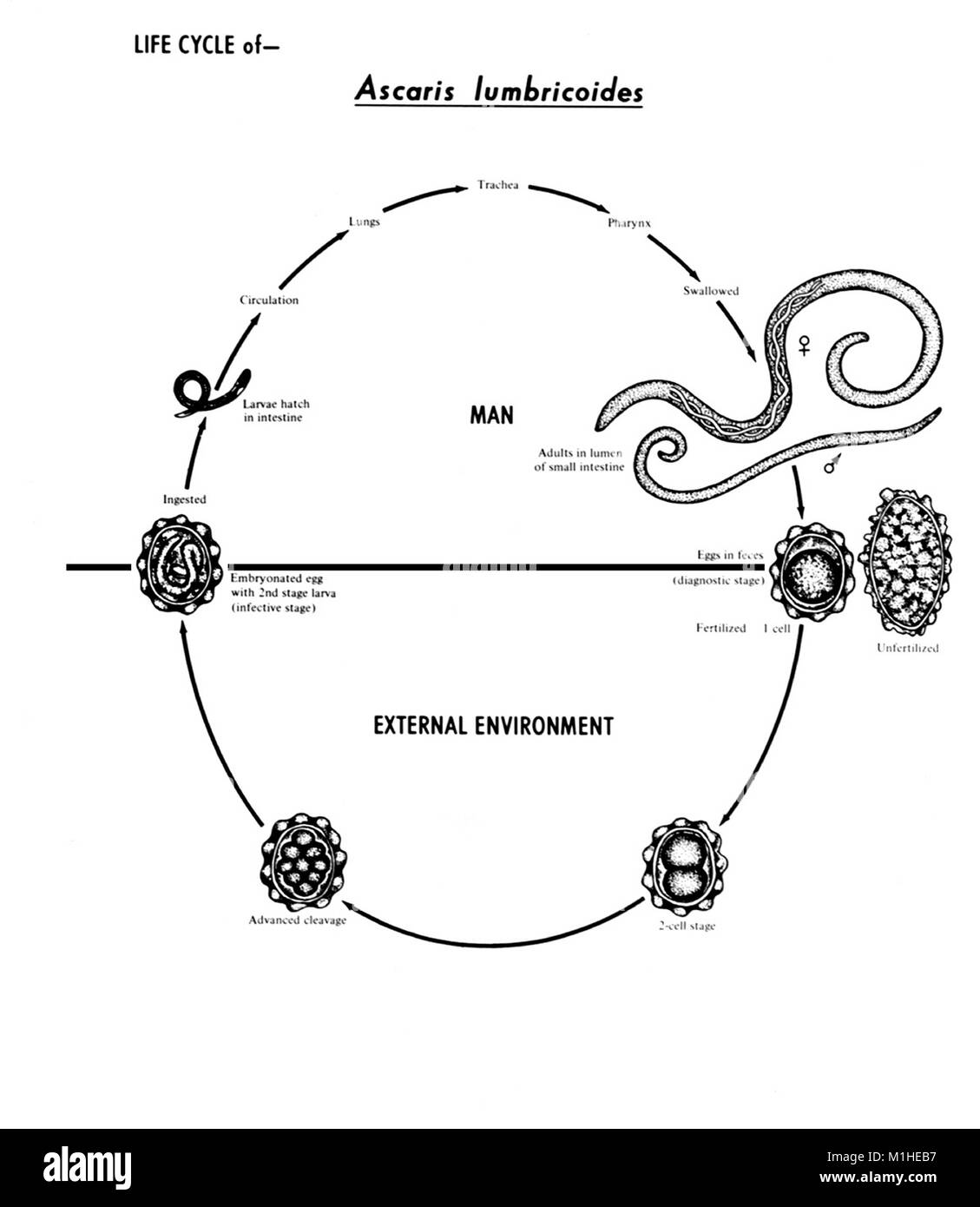 Жизненный цикл аскариды схема. Жизненный цикл Ascaris lumbricoides схема. Жизненный цикл аскариды человеческой схема. Схема жизненного цикла аскариды (Ascaris lumbricoides). Цикл развития аскариды человеческой.