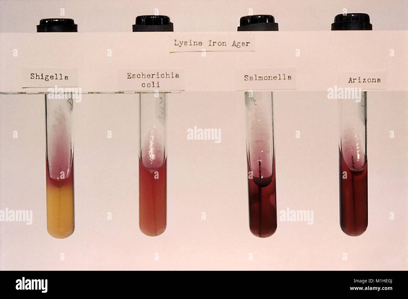 Photograph Of Four Test Tubes With Different Bacteria Cultures Stock Photo Alamy