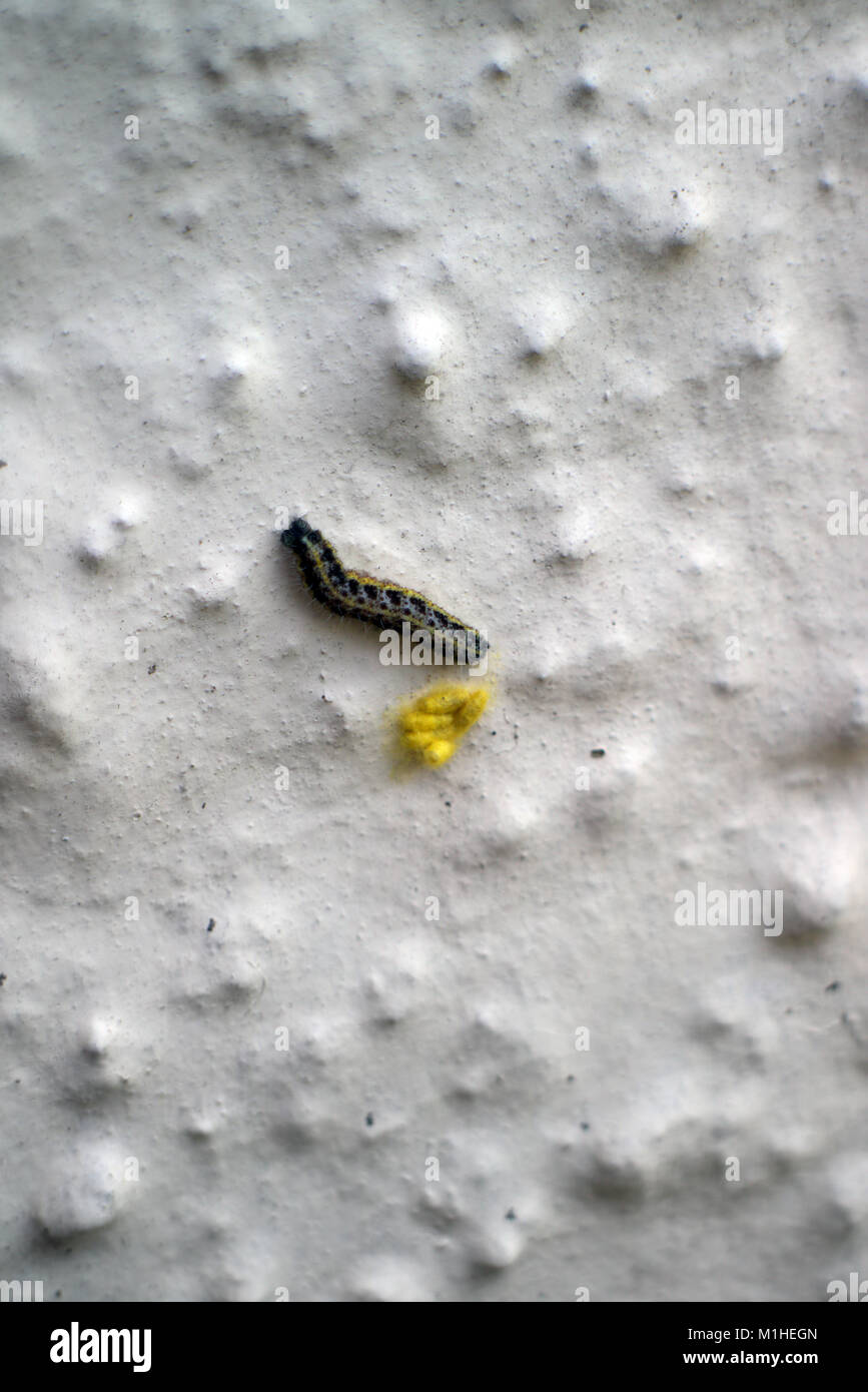 Larva of Cabbage white butterfly Pieris rapae predated by an ichneumon wasp Stock Photo