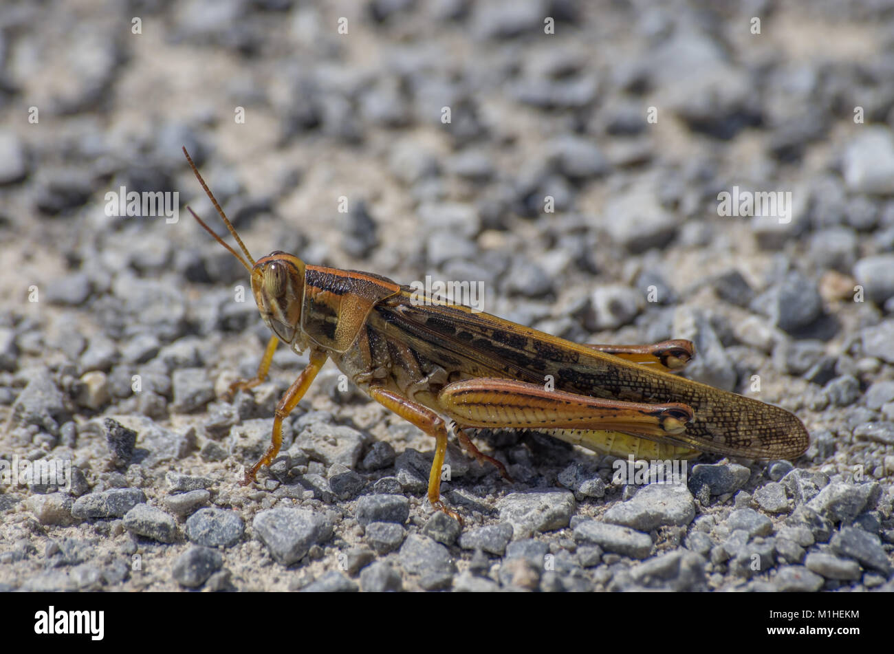 American Bird Grasshopper on gravel Stock Photo