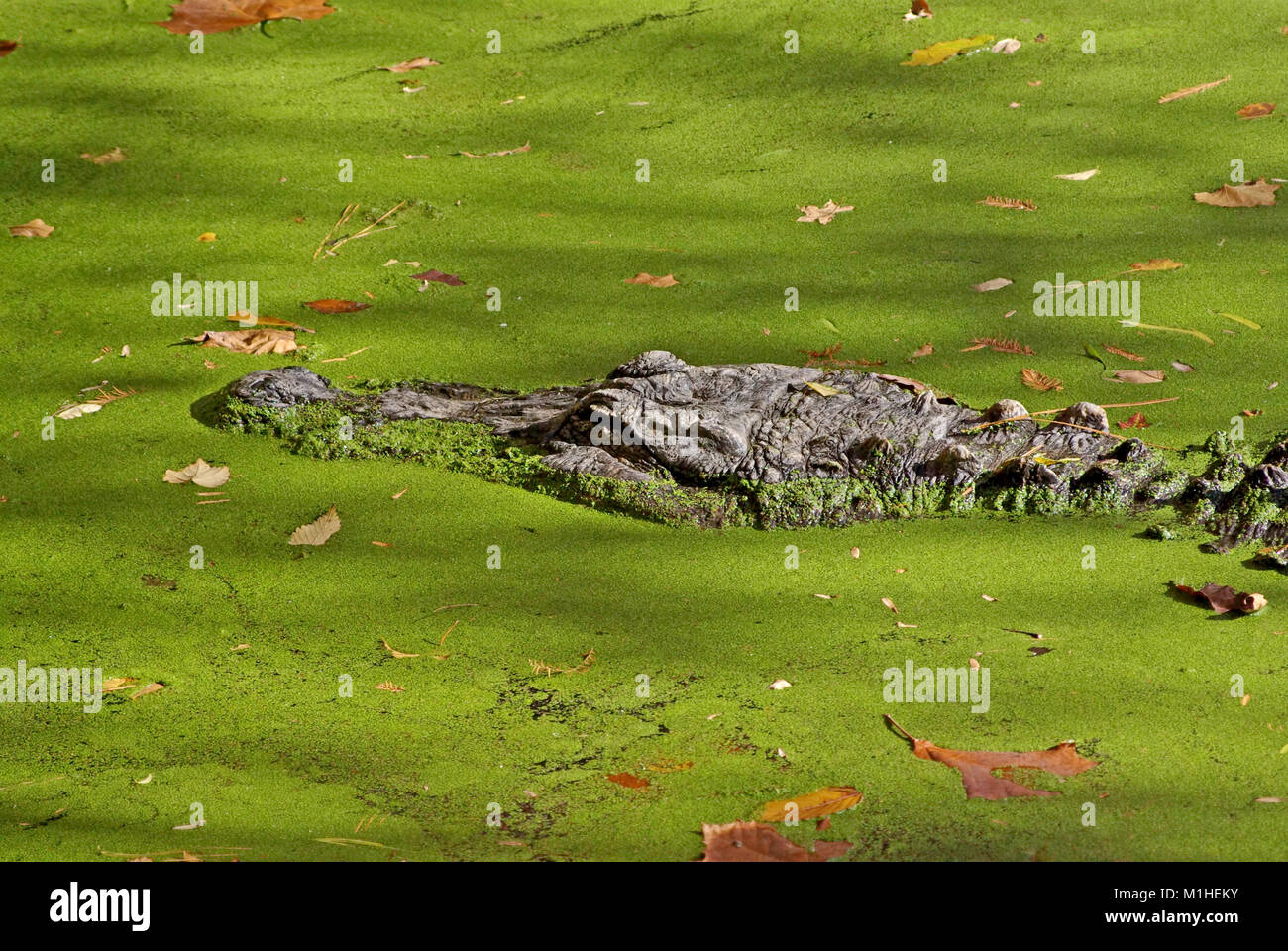 American alligator in swamp Stock Photo