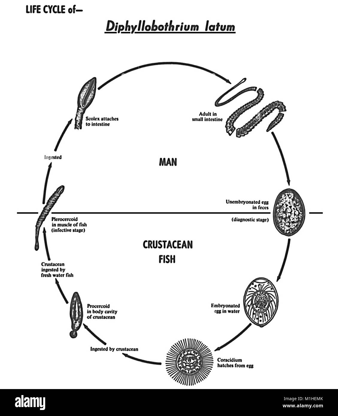 Diphyllobothrium latum High Resolution Stock Photography and Images Alamy