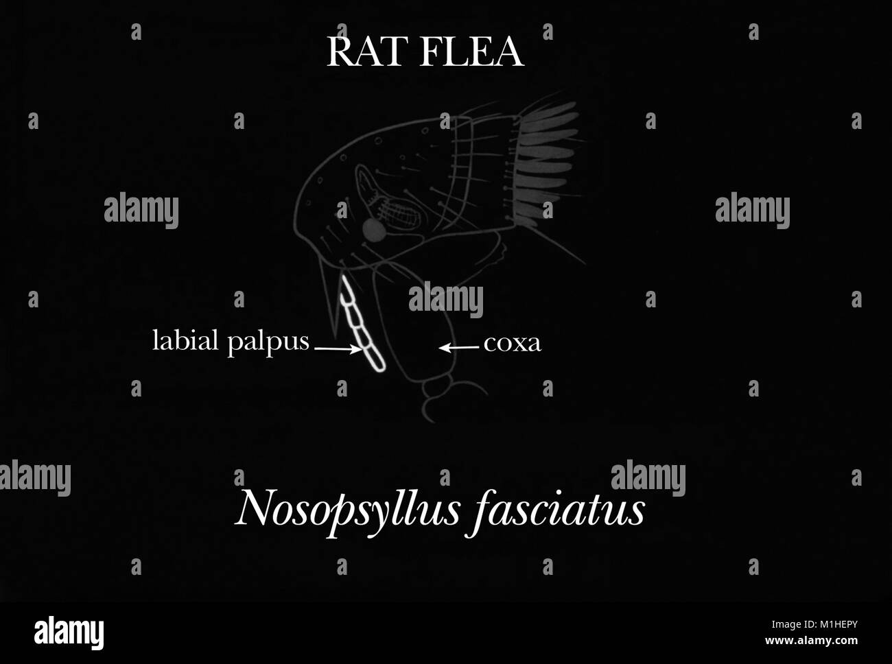 Rat flea (Nosopsyllus fasciatus) identifying characteristics, illustration, 1976. Image courtesy Centers for Disease Control (CDC). () Stock Photo