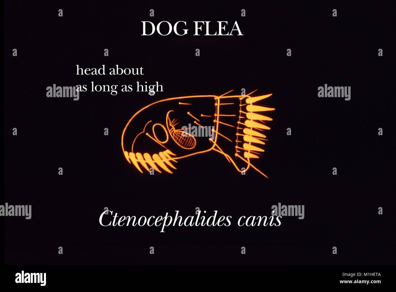 Dog flea (Ctenocephalides canis) anatomic features of the head region