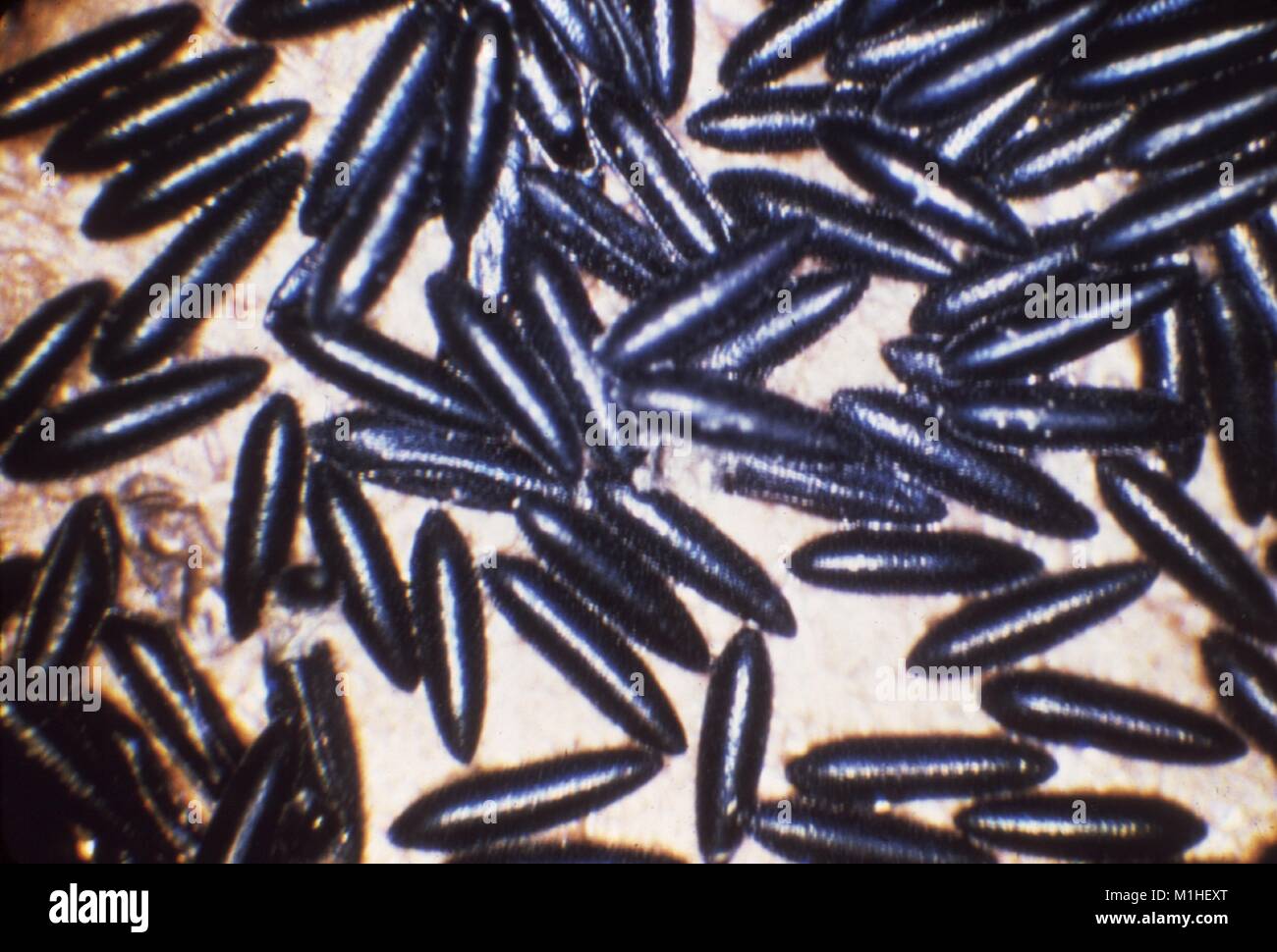 Close up photograph of numerous black eggs of the mosquito Aedes