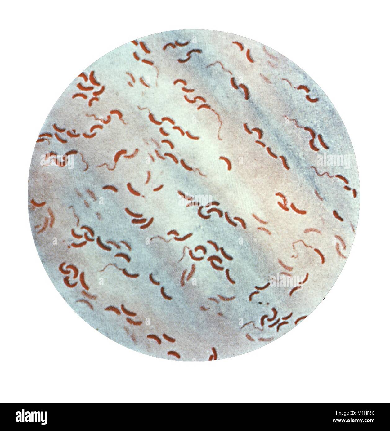 Microphotograph of a gram stain showing flaggellated bacteria, a strain of Vibrio cholerae, the cause of Asiatic cholera, 1979. Image courtesy CDC. () Stock Photo