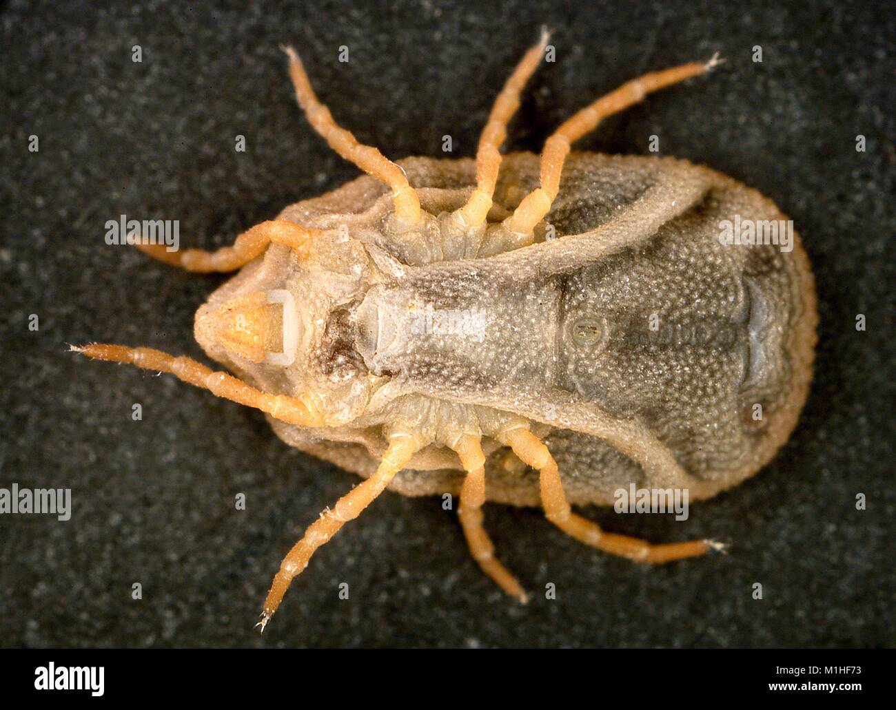 Macro photograph showing ventral view of a Bat tick (Carios kelleyi