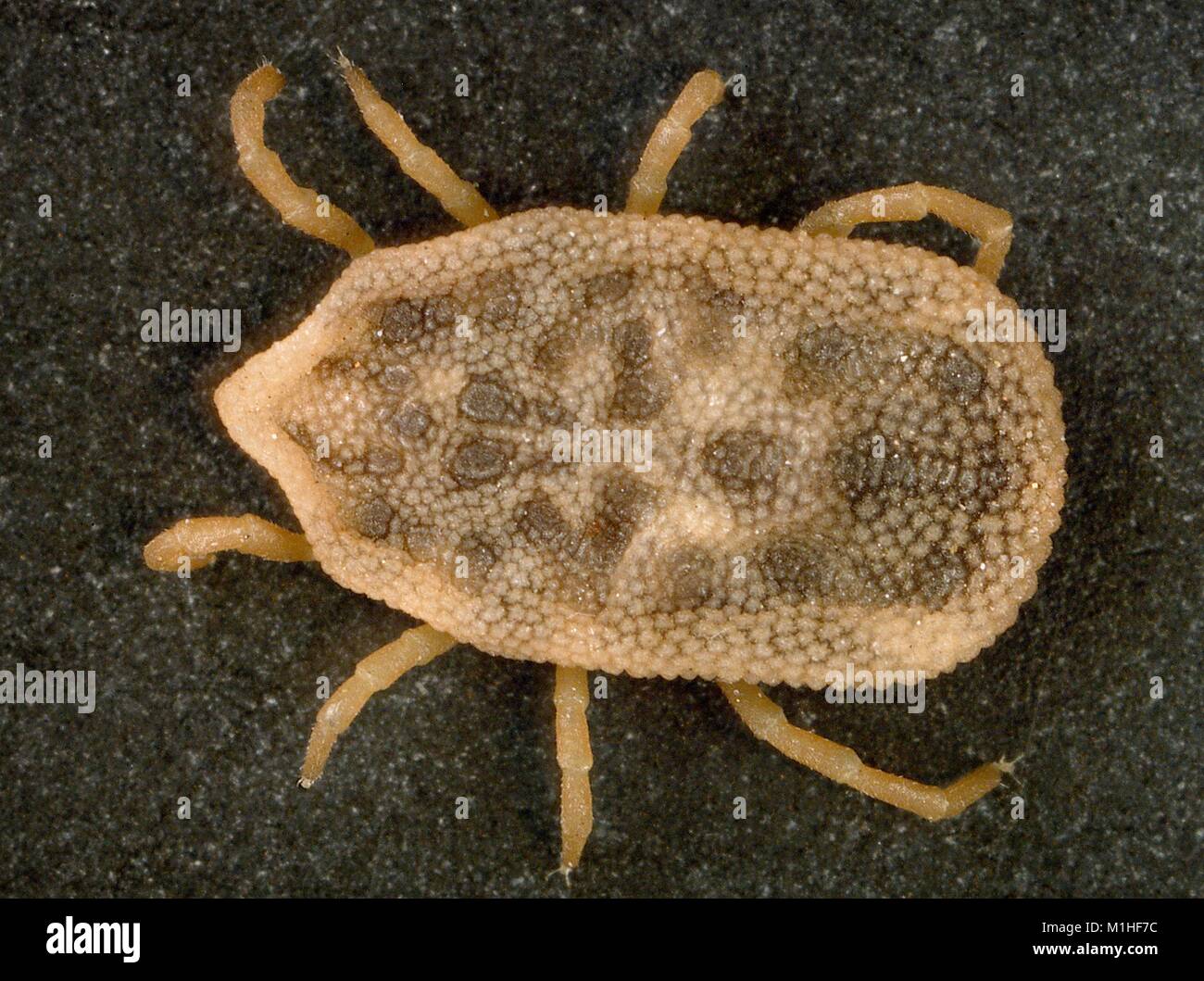 Macro photograph showing dorsal view of a Bat tick (Carios kelleyi