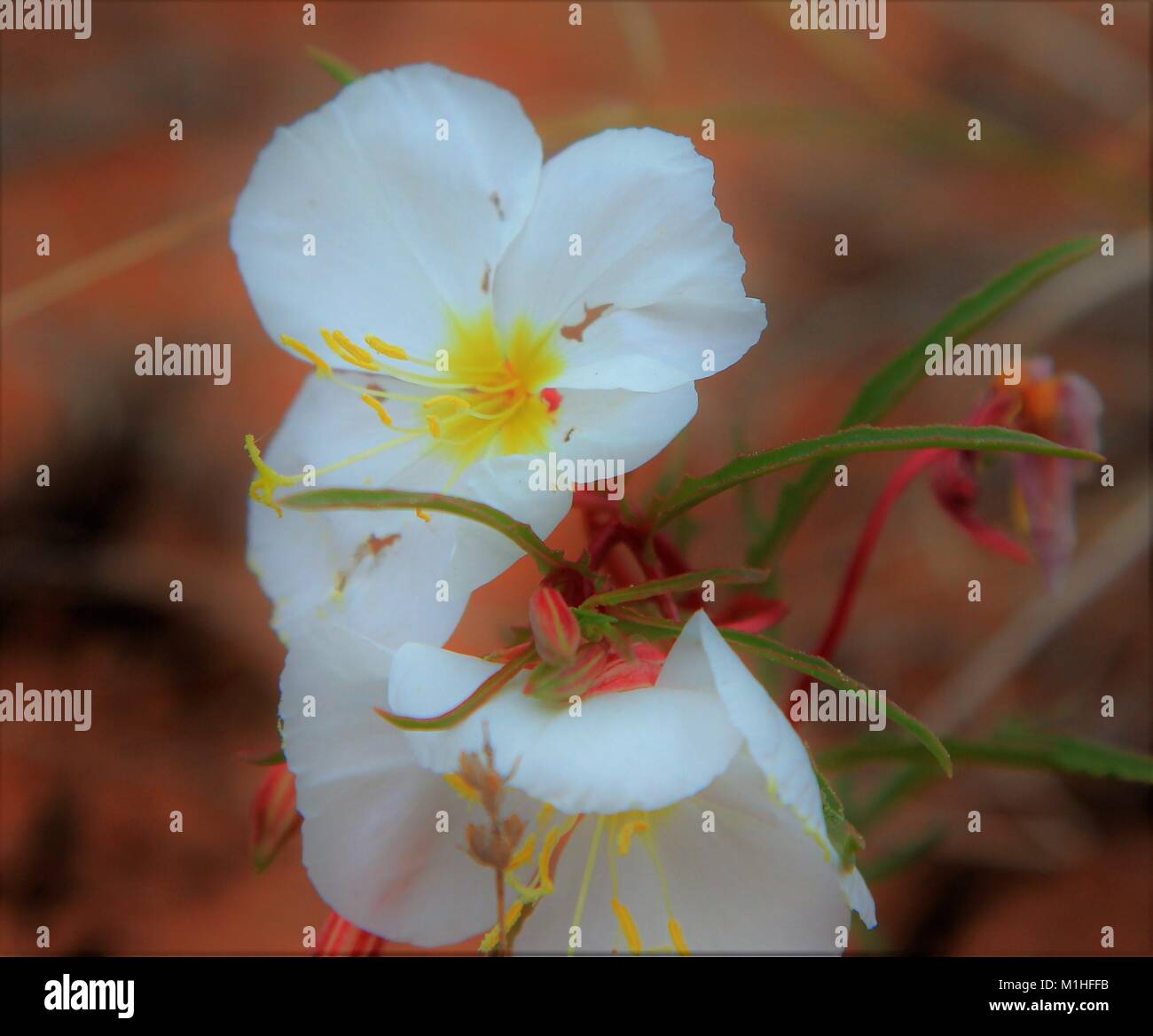 Sego lily calochortus hires stock photography and images Alamy