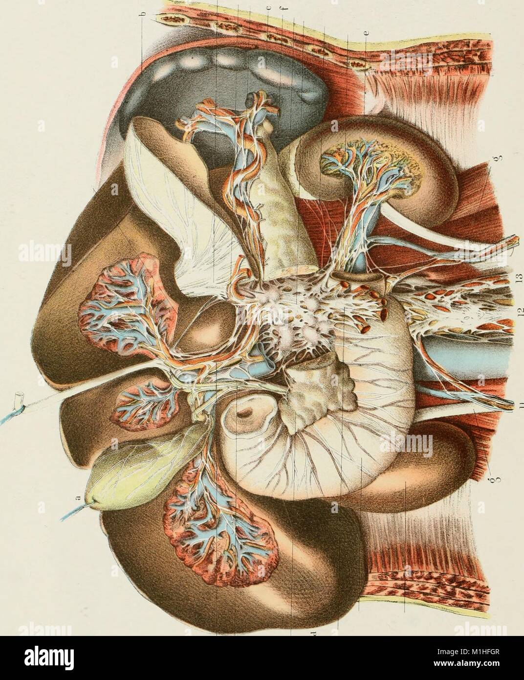 Color illustration of the human gallbladder and bile ducts, depicted in relation to associated internal organs, from the volume 'Annual and Analytical Cyclopaedia of Practical Medicine, ' authored by Charles E. de M. Sajous (Charles Eucharist de Medicis), 1898. Courtesy Internet Archive. () Stock Photo