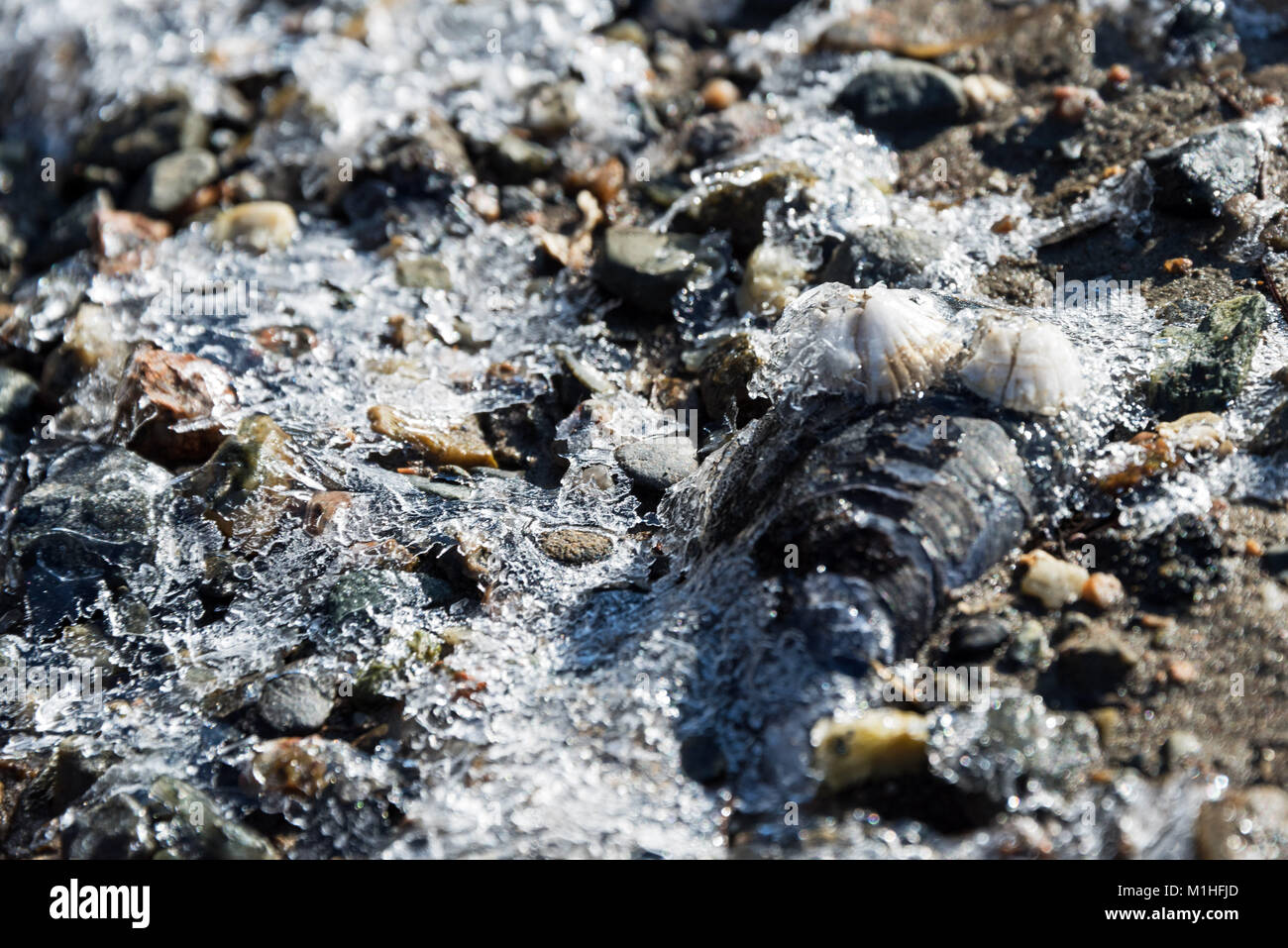 A skim of ice forms on the mudflats at low tide, freezing mussel shells