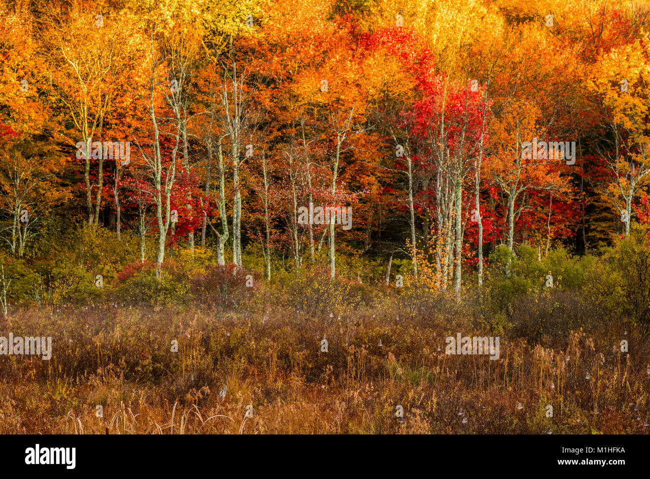 Autumn Foliage Norfolk, Connecticut, Usa Stock Photo - Alamy