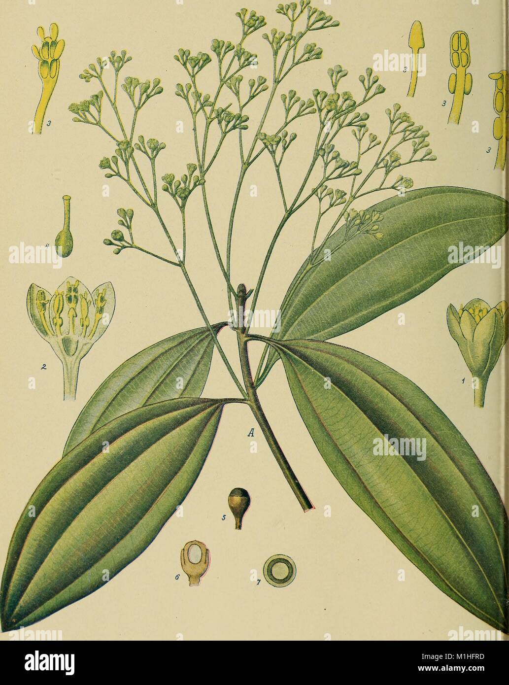 Color illustration depicting a flowering branch, with four leaves, of the Cassia Cinnamon plant (Cinnamomum cassia blume), along close-ups of the plant's seeds and flowers, from the serial volume 'Birds and Nature, ' published by A W Mumford, 1900. () Stock Photo