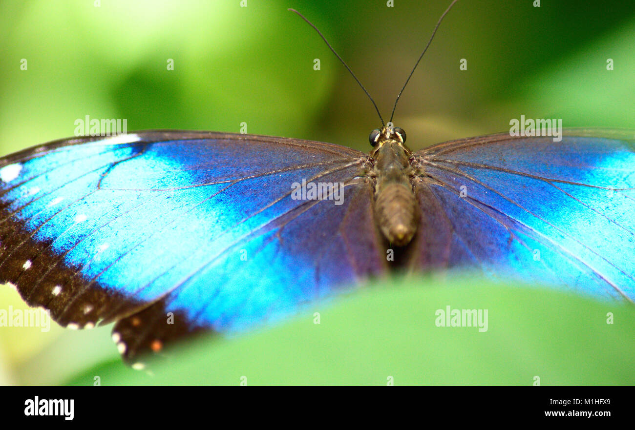 Closeup of Blue Morpho Butterfly with opened wings at Brookside