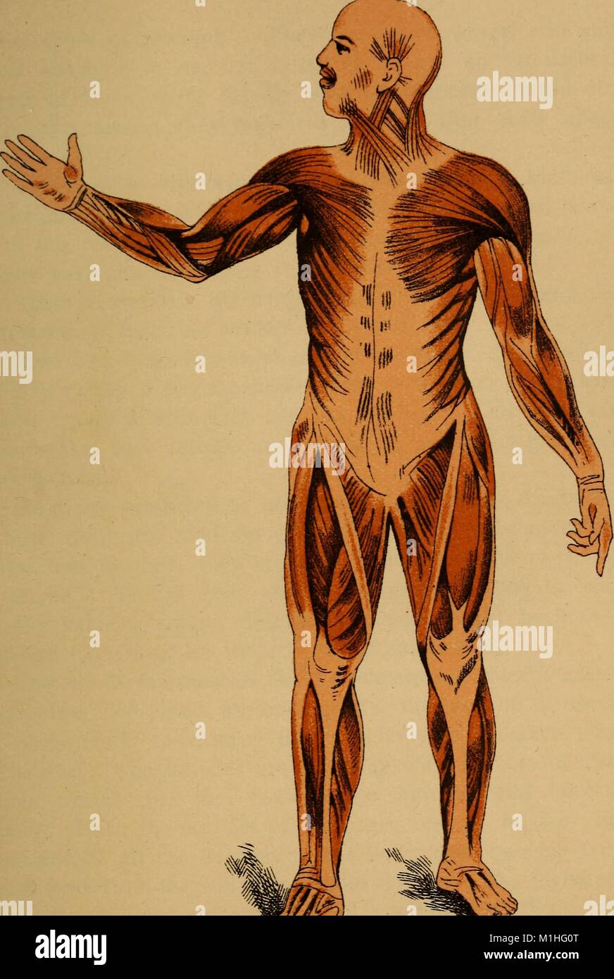 muscular system hand