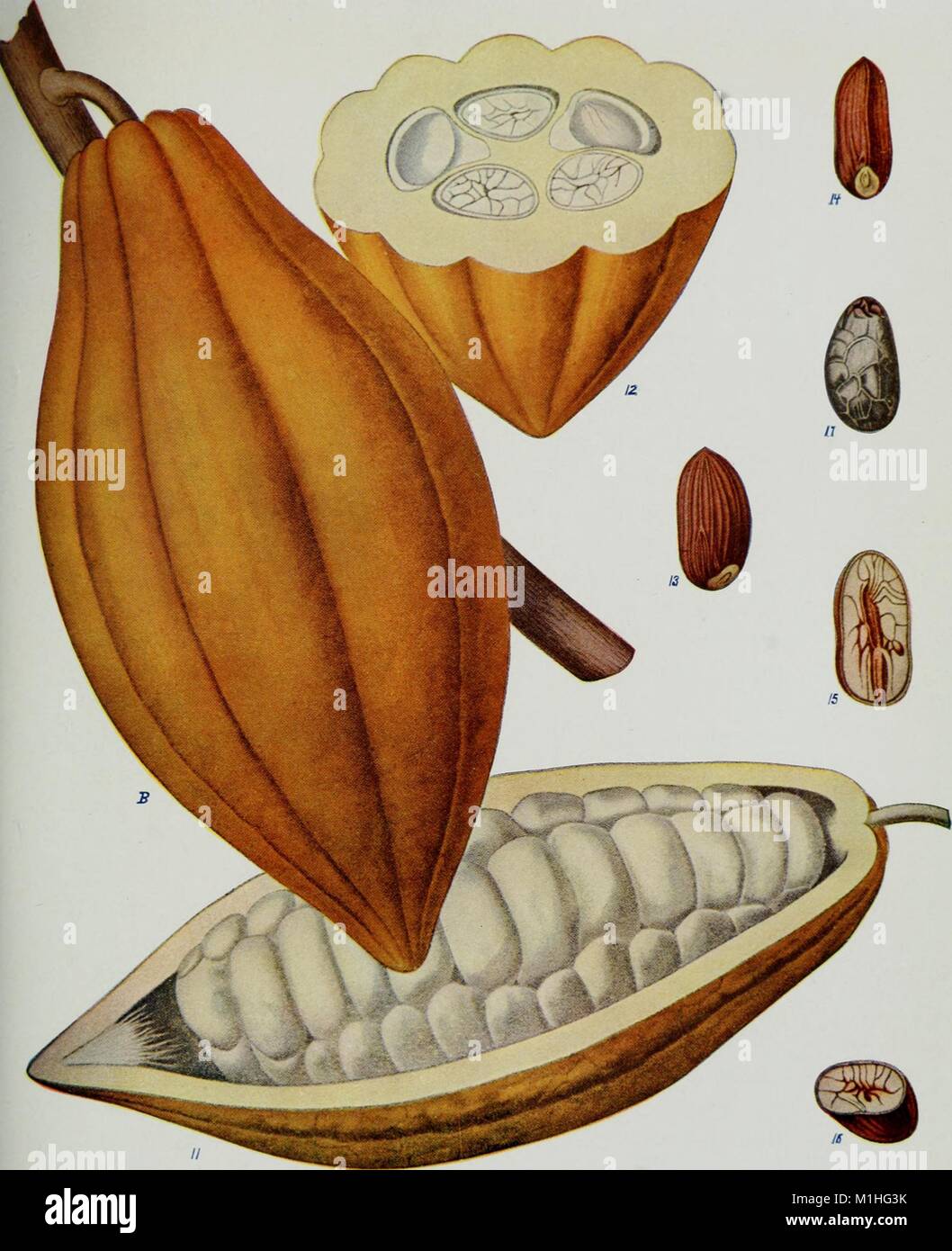 Color illustration of the parts of a cocoa pod, depicting the fruit, seed, and pericarp, whole, cut lengthwise and in cross-section, from Volume IV in the series 'Nature Neighbors' published in accordance with the American Audobon Association, 1914. () Stock Photo