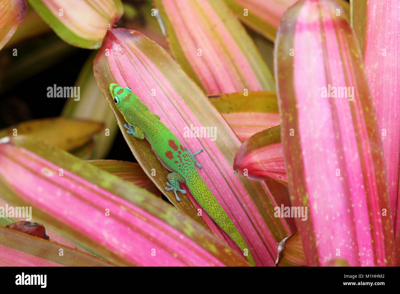 Gold dust day gecko on Bromeliad plant leaf, Hawaii Stock Photo