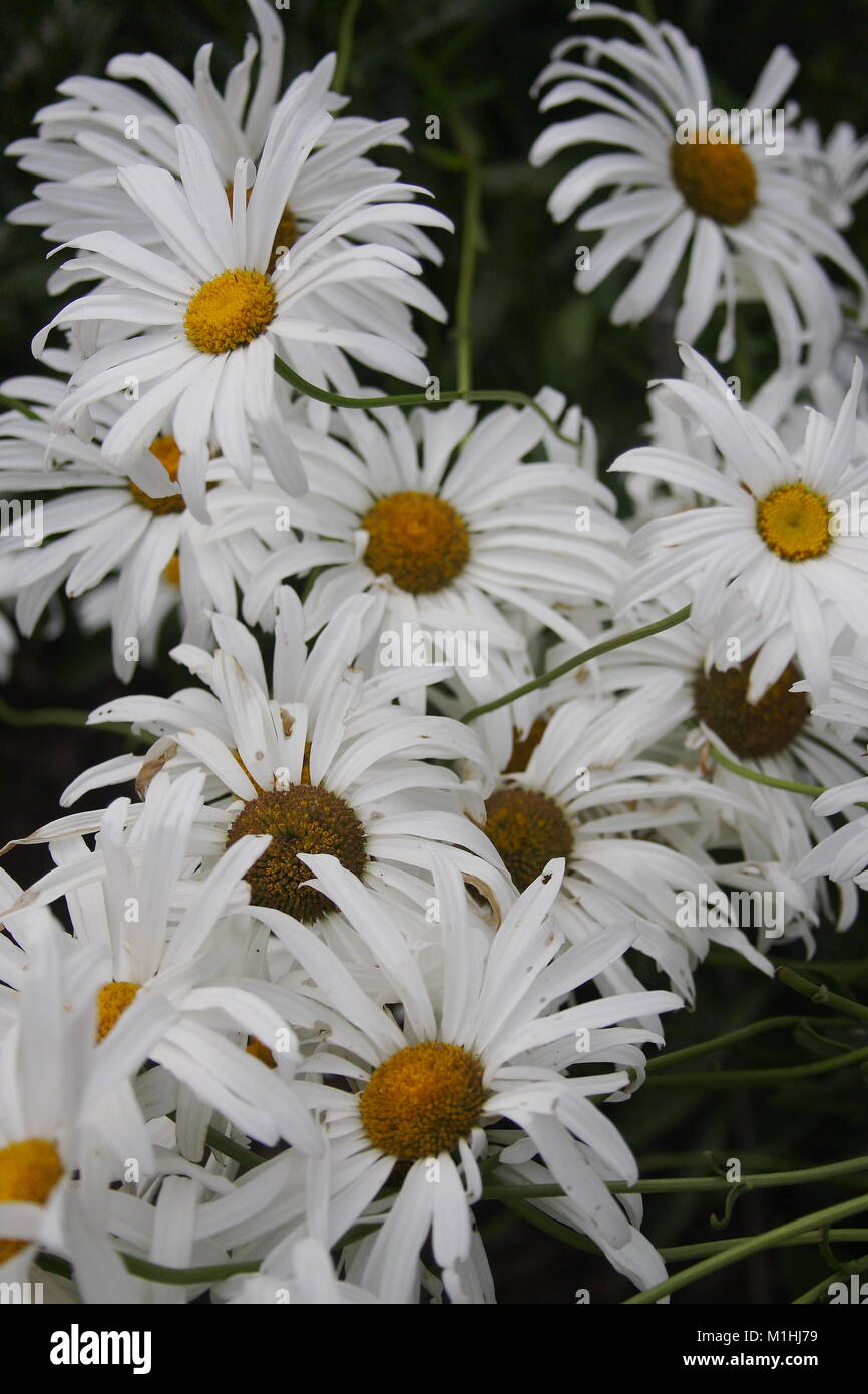 Annuals and perennials hires stock photography and images Alamy