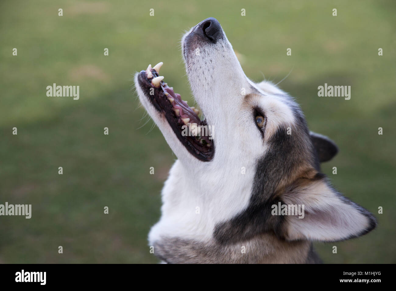Siberian Husky close up portrait of head and face Stock Photo