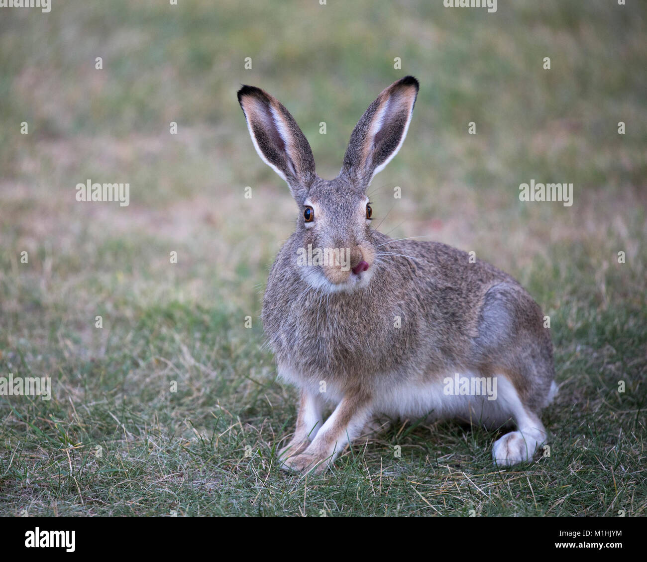 Rabbit tongue hi-res stock photography and images - Alamy