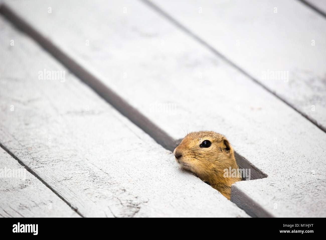 Richardson's ground squirrel (Urocitellus richardsonii) with face peeking up through opening in wood porch, Canada Stock Photo