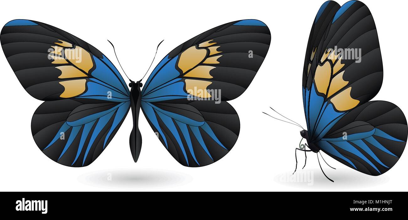 Set of butterflies isolated on white background Stock Vector Image ...