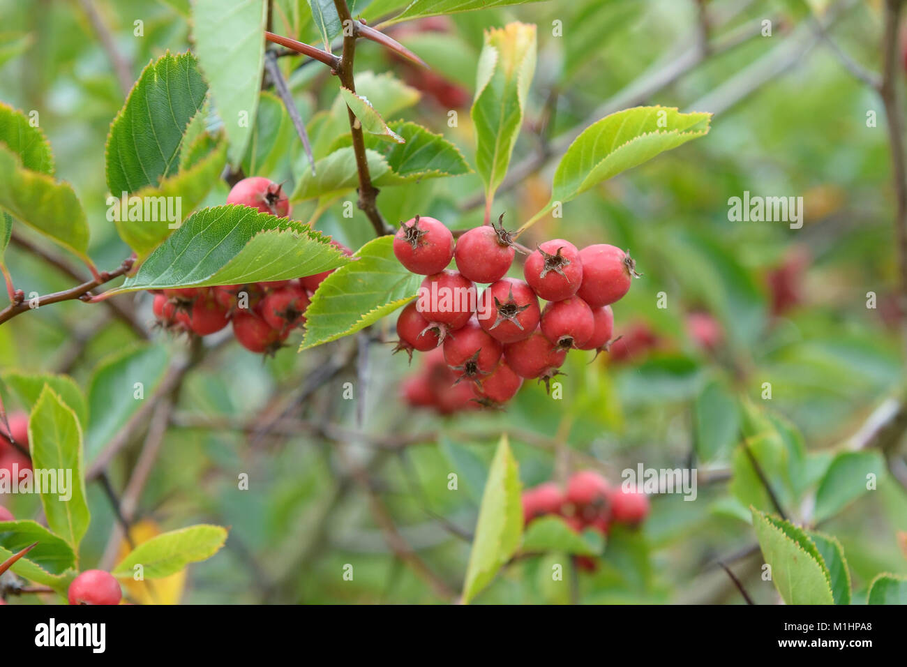Plums flaky hawthorn (Crataegus × persimilis Splendens), Pflaumenblättriger Weißdorn (Crataegus × persimilis Splendens) Stock Photo