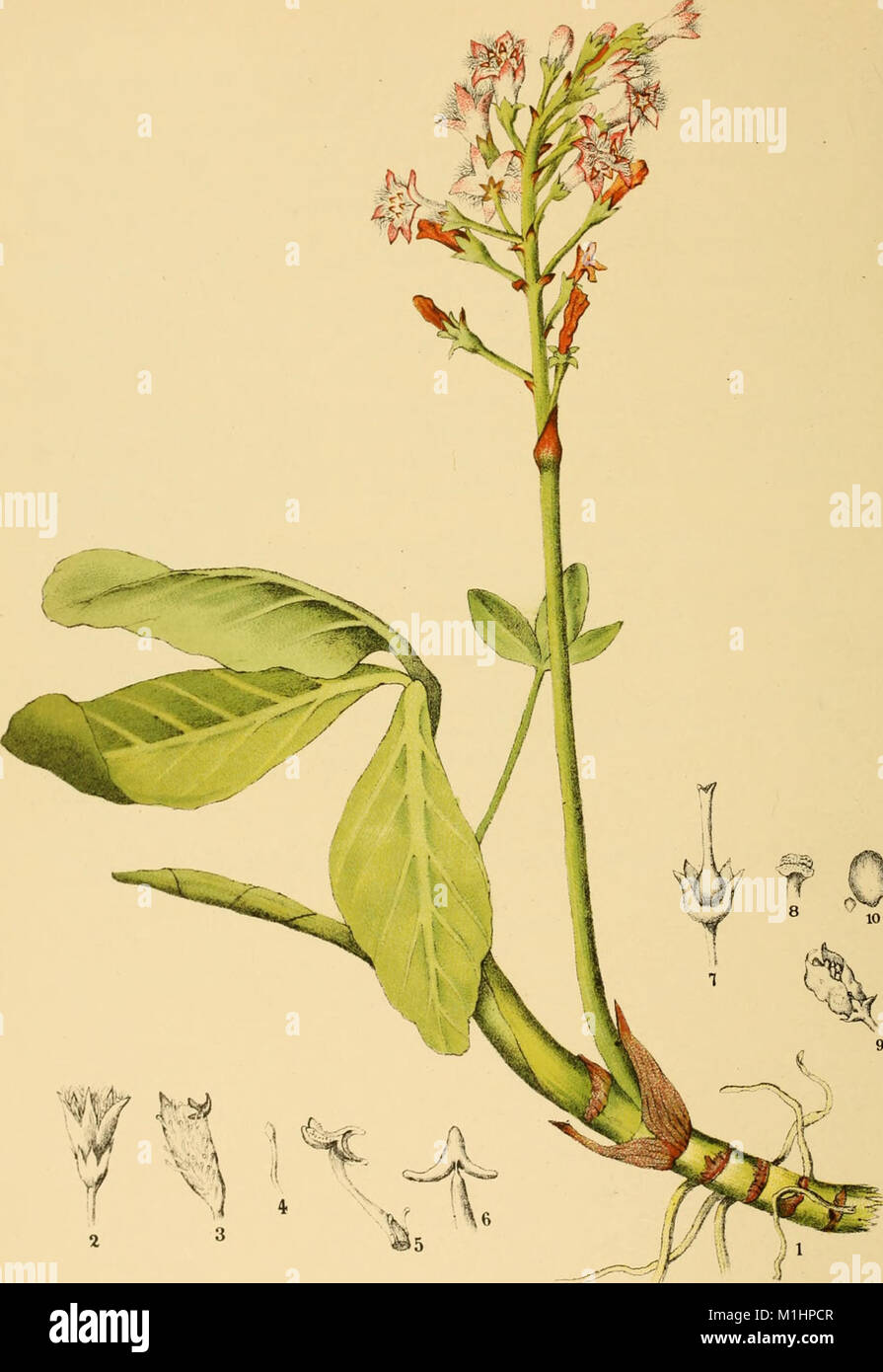 American Medicinal Plants 1887 Is A Comprehensive Guide To The
